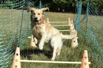 Puppy thread 2021 alumni, where are you now?