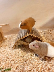 My Guinea Pig thinks he's a bunny....