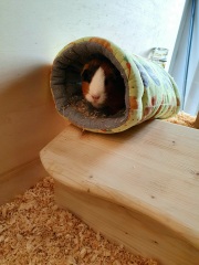 My Guinea Pig thinks he's a bunny....