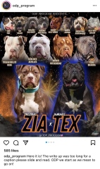 Sick of these XL bully owners 