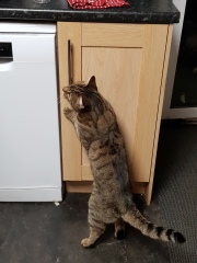 Thug cat part 4.  After all, it's not my Axminster.