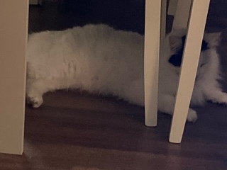 I appear to have cats