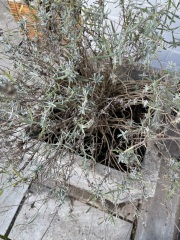 Is this lavender plant dead? Does it need binning?