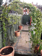 Passion flower question