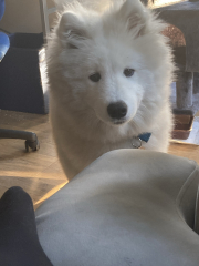 Cuddly dogs