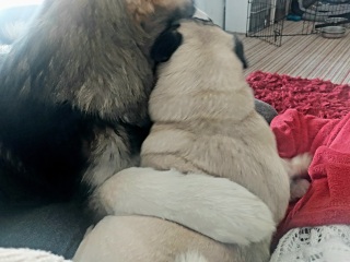 Cuddly dogs
