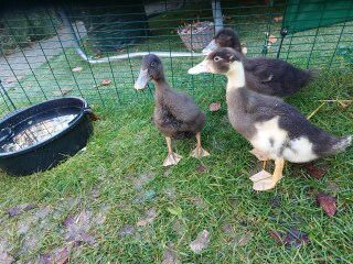 Ukraine Invasion: Part 33