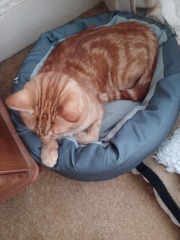 Demanding cat - to want some time to myself??