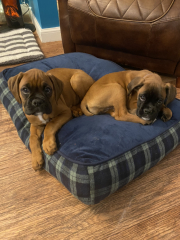 Puppy Survival Thread - as we approach Fireworks night for the first time…