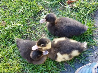 Ukraine Invasion: Part 32