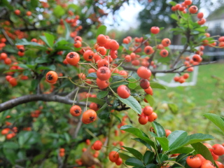 Are all orange pyracantha trees the same?