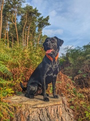 Puppy - is there light at the end of the tunnel?