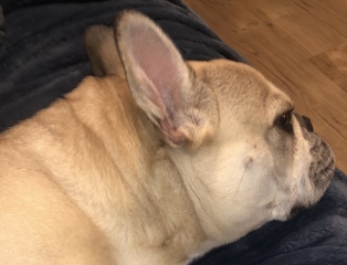 Will my Frenchie really only live til 6 years ?  