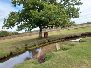 Come chat hiking with me!