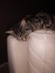My Maine Coon was allowed to sleep on the bed last night