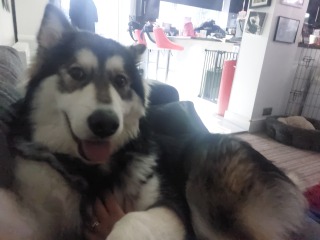 Cuddly dogs