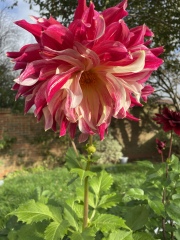 Who’s growing Dahlias this year