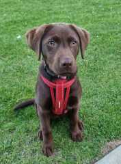 Names for female black labrador 