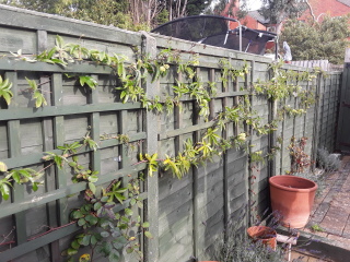 Passion flower question