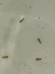 Little bugs in mugs