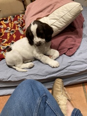 Puppy Survival Thread: Surviving into Summer 2022