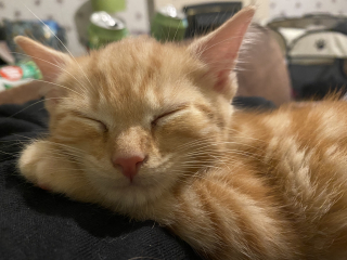 Help? I've acquired a very young kitten?