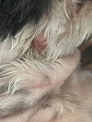 Cyst on dogs face (picture)