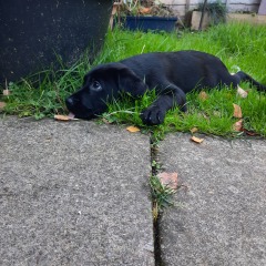 Names for female black labrador 