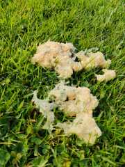 Dog sick fungi