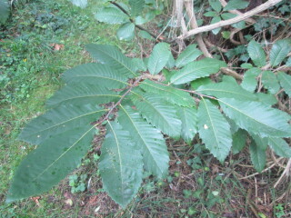 Plant id: what's this tree?