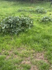 Weeds!!!