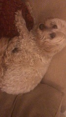 How did you cope with the death of you dog..