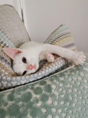 New kitten wrapping0 himself round our neck (cute pics)!