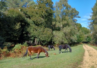 Come chat hiking with me!