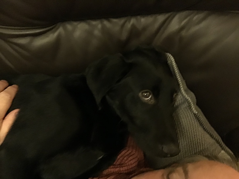 Anyone up for a 'My Dog POV' thread?