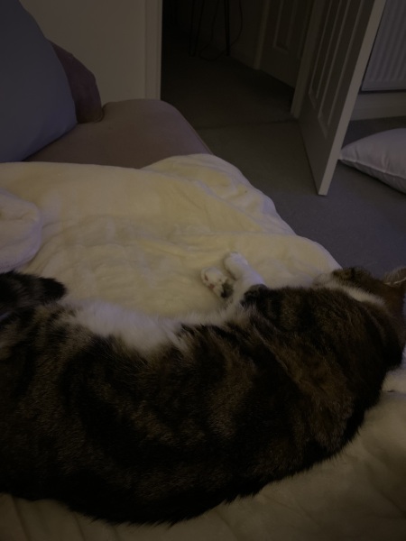 Heated throws and electric blankets