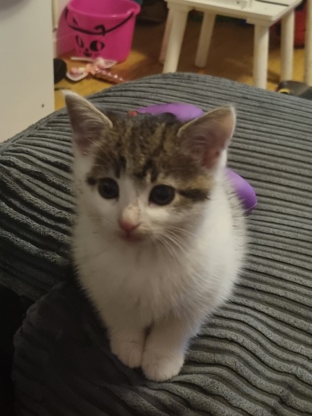 Help? I've acquired a very young kitten?