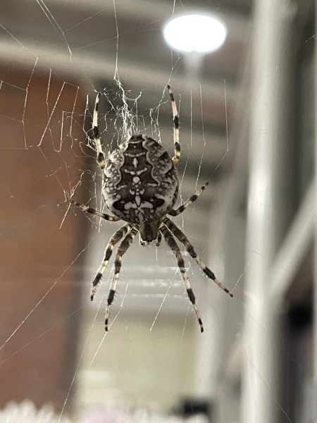 What spider is this? (Photo)
