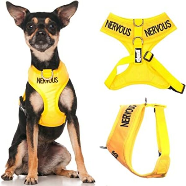 How do I protect my small dog from irresponsible dog owners who can’t control their dogs
