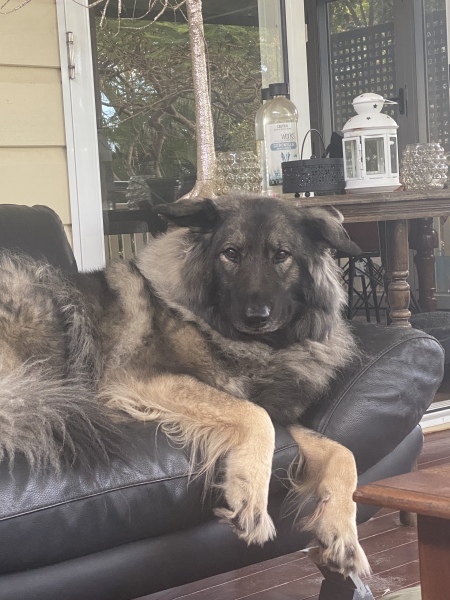 Anyone up for a 'My Dog POV' thread?