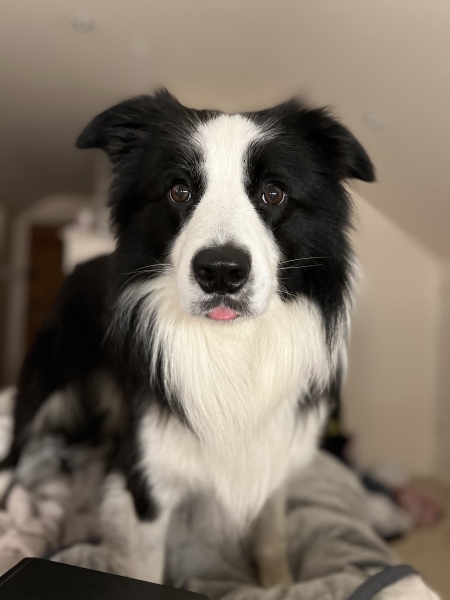 Advice re dog being attacked