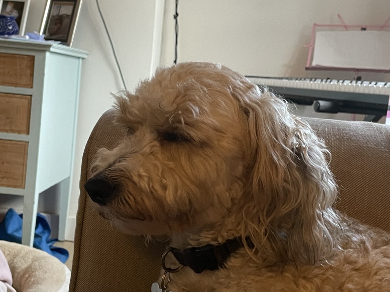 Dogs favourite treats