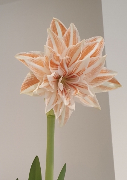 Who'd like an Amaryllis (Hippeastrum) thread?