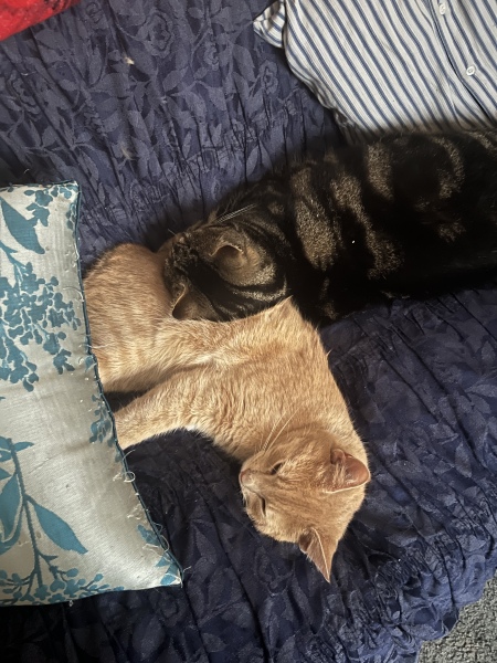 Cancer Support Thread 84 - gently crunching our way into autumn