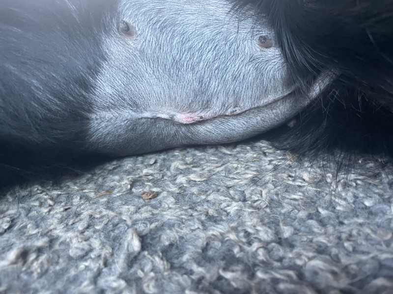 Exercise post spay - what did you do?