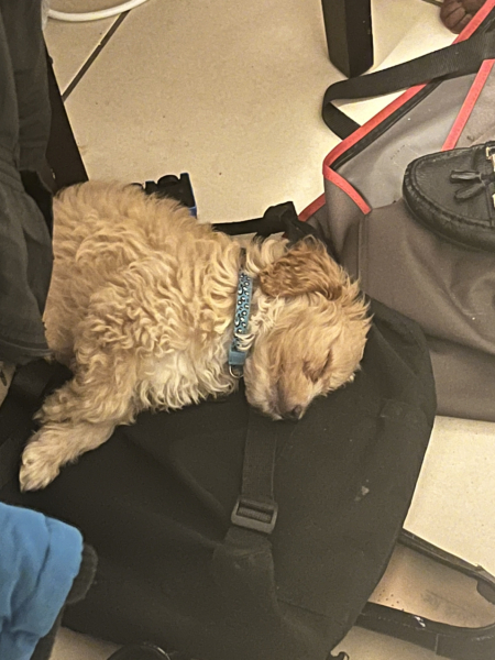 Puppy Survival Thread - as we approach Fireworks night for the first time…