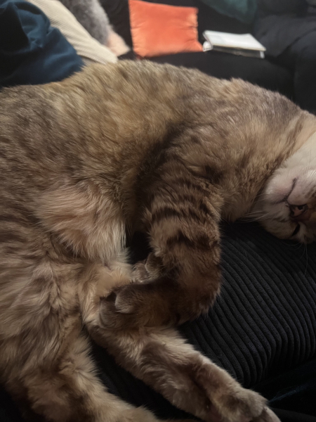 Moggie crosses