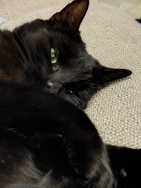 My Furbaby saved my life