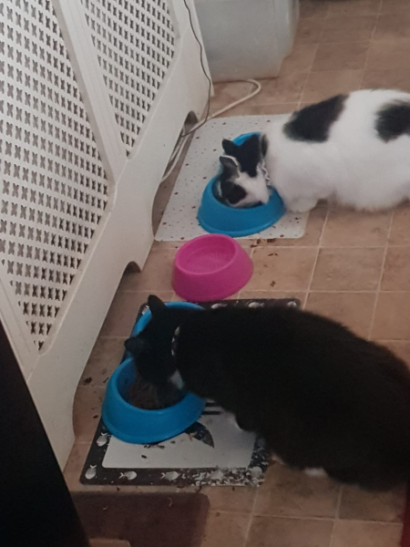 Furry overlords