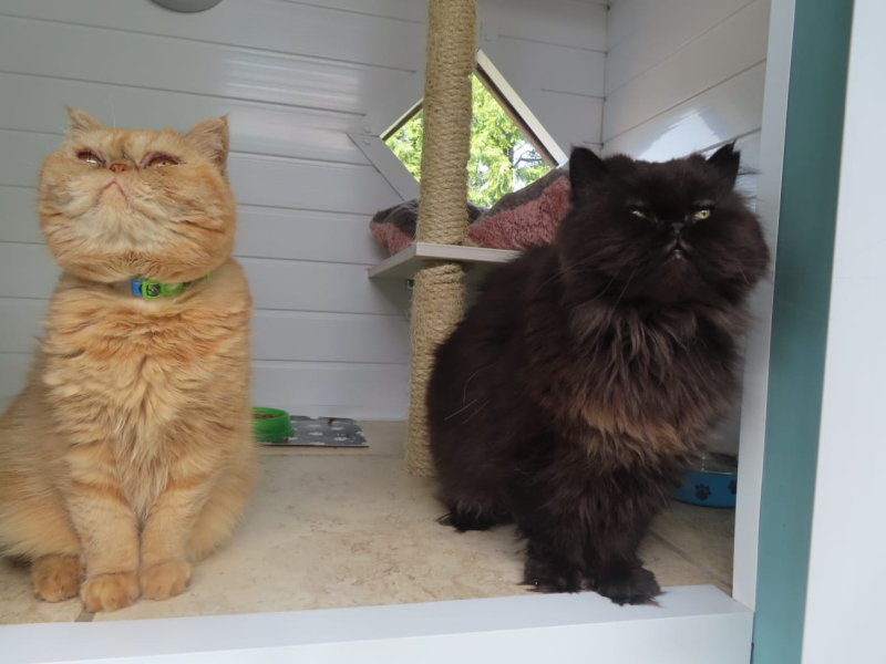 Most loving/laid back cats?